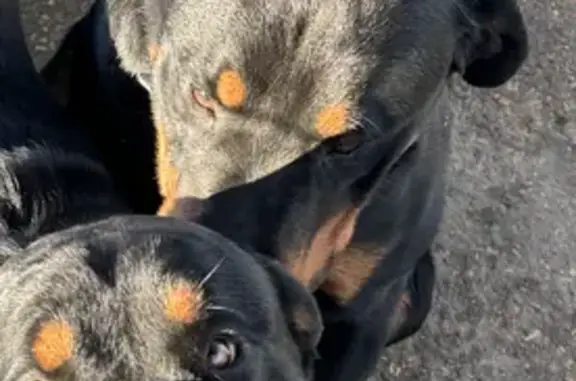 Lost Friendly Rottweiler: Microchipped Male in Birtley
