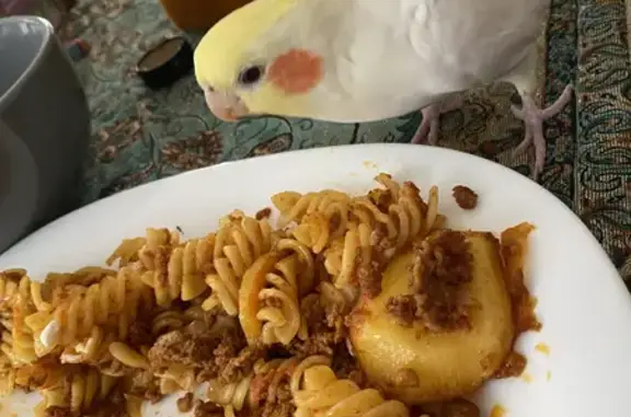 Lost White Male Cockatiel: 3yrs, Wattletree Rd, Knox