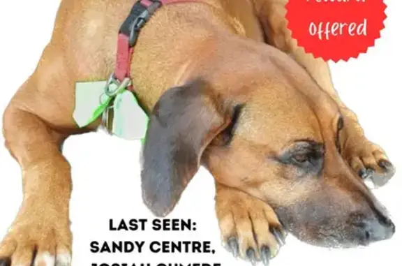 Lost Male Ridgeback: Red Collar, Microchipped, Nervous