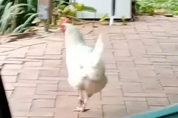 Lost White Chicken: Help Find Our Free-Range Feathered Friend!