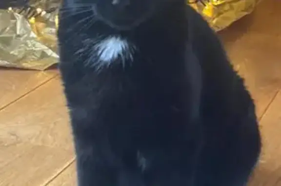 Animaux perdus Scharrachbergheim, photo: Chat noir disparu, 2 ans, tâche blanche, amical. Rue du Vendangeoir, Scharrachbergheim.