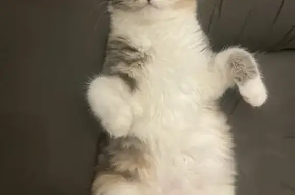 Animaux trouvés Monein, photo: Chaton gris tacheté trouvé à Monein