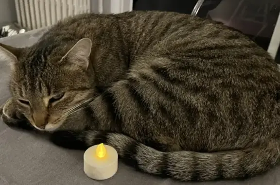Chat perdu, La Chaussée-Saint-Victor, photo: Chat gris tigré noir perdu