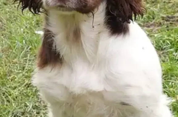Lost Stinger Spaniel: Nervous 2-Year-Old Girl, Nightingale Close