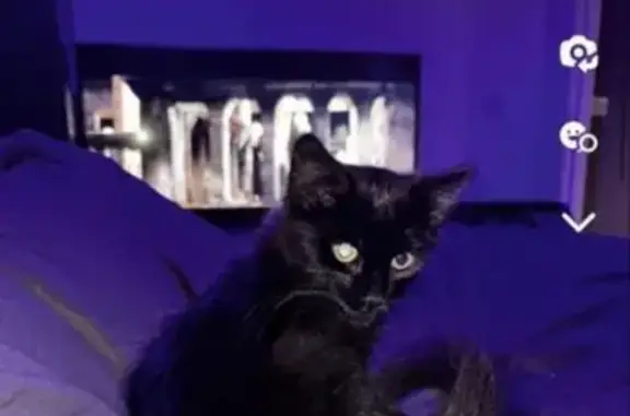 Lost Panther Cat: Young with White Patch, Spotted on Blagden Lane