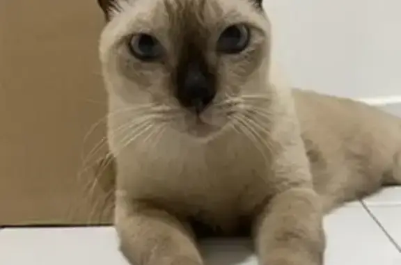 Lost Siamese Cat: Blue-eyed, Bald Butt, Missing in Ang Mo Kio Ave 5