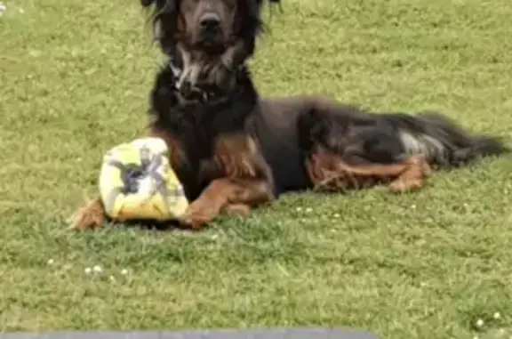 Chien perdu Torcy-le-Grand, photo : Chien marron et feu perdu à Torcy-le-Grand