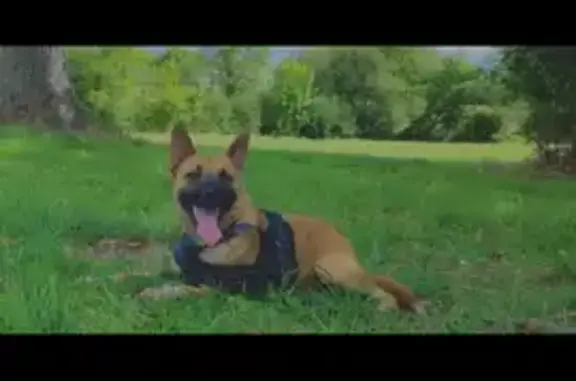 Animaux perdus Bournezeau, photo: Chien malinois perdu à Bournezeau