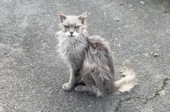 Chat Persan trouvé, sociable et affamé - photo