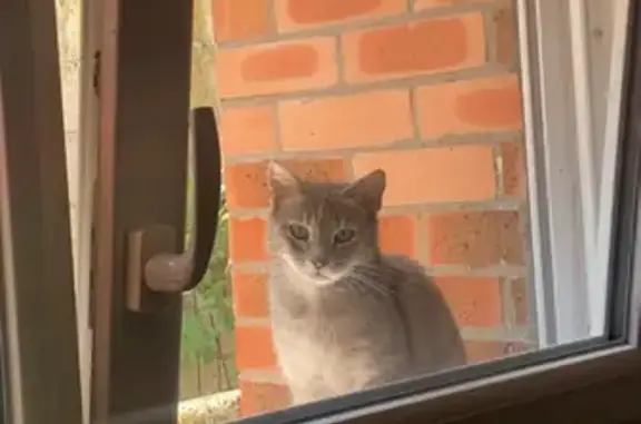 Chat trouvé: femelle grise, craintive, grange abandonnée, Le Cateau-Cambrésis - photo