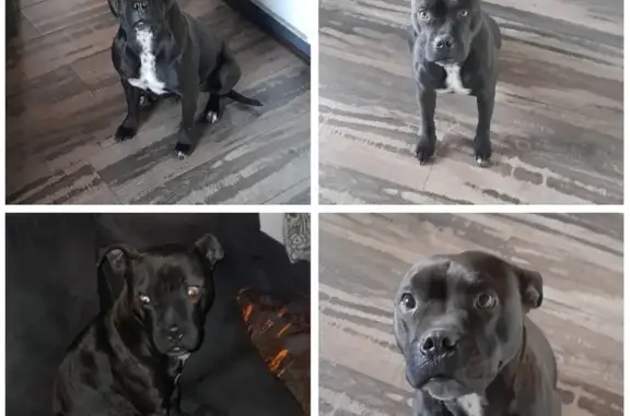 Lost Female Black Staffie X: Sterilized, Microchipped & Friendly