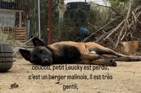 Animaux perdus Rivesaltes, photo: Chien Loucky disparu à Rivesaltes (Occitanie)