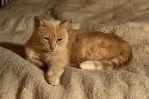 Animaux perdus Chevillon-sur-Huillard, photo: Chatte rousse Maine coon perdue
