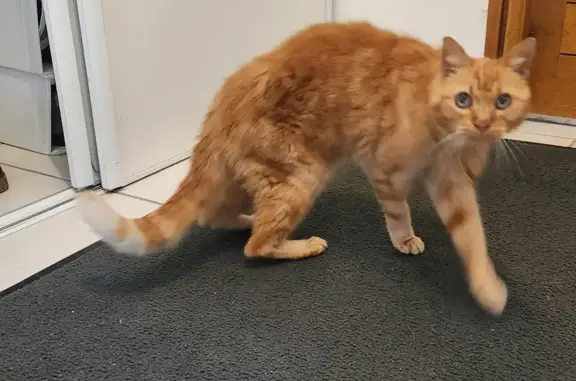 Chat trouvé Neydens - photo
