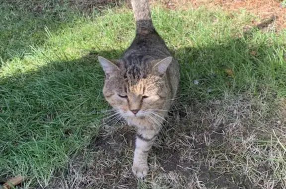 Chat trouvé, gentil et sociable, sans tatouage ni collier - photo