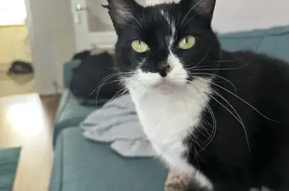 Missing cat Snakebite - Help find her!