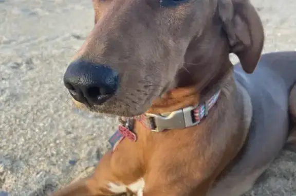 Chien perdu Bayonne, photo : Chien lévrier croisé épagneul disparu à Bayonne