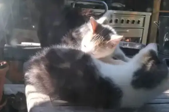 Animaux perdus Saint-Dié-des-Vosges, photo: Chat tacheté perdu, jeune et agile