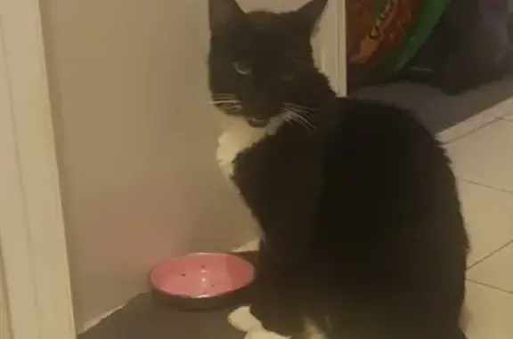 URGENT: Lost Black & White Cat in Ashford