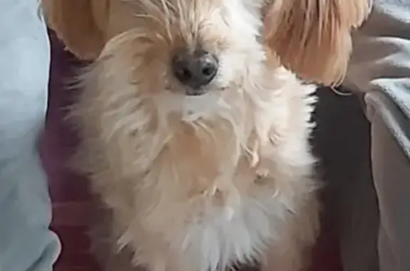 Chien perdu Giromagny, photo : Chien berger disparu, petite taille, fauve, poil demi long