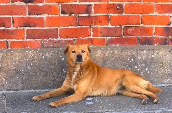 Lost & Found: Friendly Brown Male Dog in Western Cape