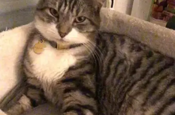 Animaux perdus Orléans, photo: Chat Suki disparu, tigré et blanc, collier rayé, Orléans