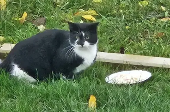 Chat noir et blanc trouvé, cherche nourriture, collier bleu, craintif. Besoin d'informations. Norroy-le-Veneur. - photo