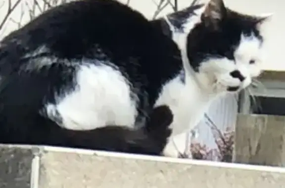 Chat trouvé, Lampaul-Plouarzel (ff486623) - photo