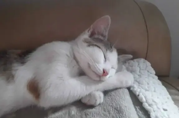 Chat perdu, Quédillac, photo: Chatte blanche tachetée disparue