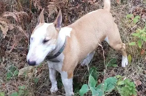Chien perdu Béziers, photo : Chien disparu Fille, Béziers (fl486638)