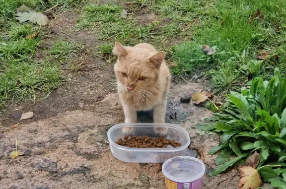 Chat trouvé Garçon (ff486642) - photo