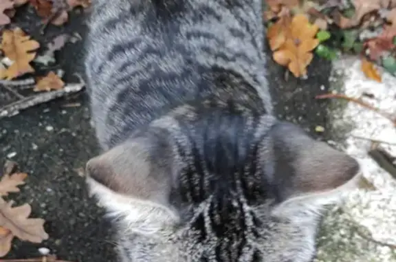 Chat trouvé Nouvelle-Aquitaine, photo: Chat joueur et câlin trouvé à Labenne