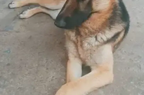 Lost and found pets , photo: Lost Dog Alert: Max the Friendly German Shepherd Missing in Phoenix