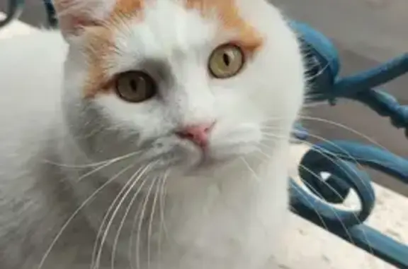 Chat perdu, Villeurbanne, photo: Chat mâle Likho disparu, sociable et affectueux
