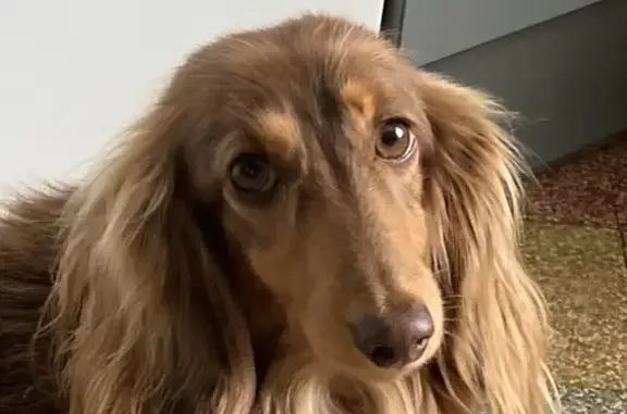 Chien perdu , photo : Chien teckel mâle castré disparu