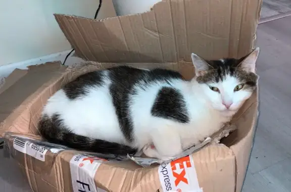Chat perdu, Montauban, photo: Chat perdu à Montauban, Shota, pelage blanc avec taches marrons/grises, craintif. Aidez-moi s'il vous plaît.