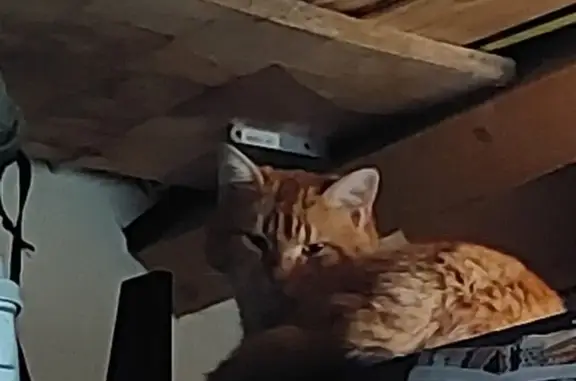 Chat trouvé à Ploeren - photo