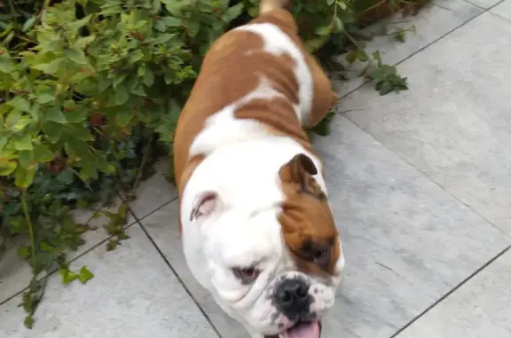 Animaux perdus Morhange, photo: Chien bouledogue anglais disparu 27kg blanc roux brun Morhange