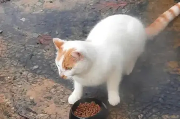 Animaux trouvés Mérignac, photo: Chat trouvé, en bonne santé, Avenue Marcel Dassault