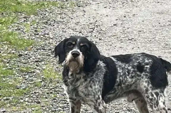 Chien trouvé : Mâle tacheté, âgé, problèmes de vue, peureux. Quartier Kergaigne, Guérande. - photo