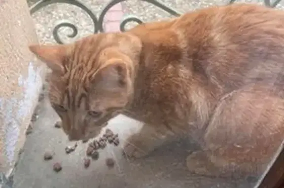 Chat roux perdu, Avenue Promenade, Nissan - photo