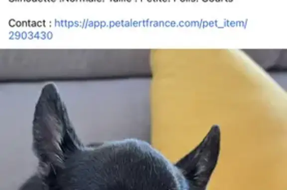 Animaux perdus , photo: Chien chihuahua noir perdu, trouvé près route, pas rendu