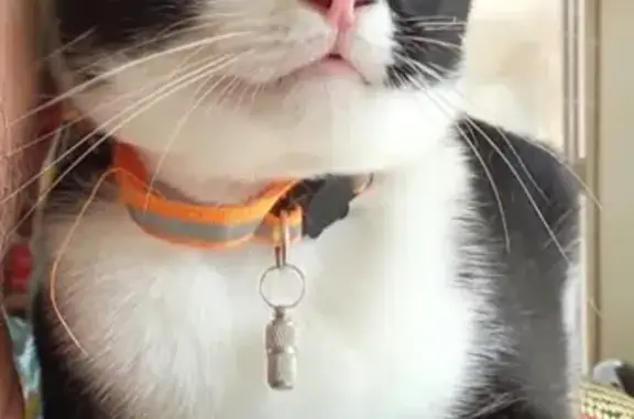 Chat perdu, Vincennes, photo: Chat perdu, mâle noir et blanc, collier orange, 94300 Vincennes.