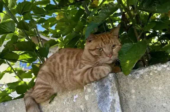 Lost Cat: Friendly, Big-Faced with Yellow Eyes