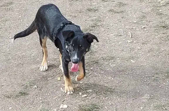 Animaux perdus Gerzat, photo: Chien disparu Rue Mendès France, Gerzat