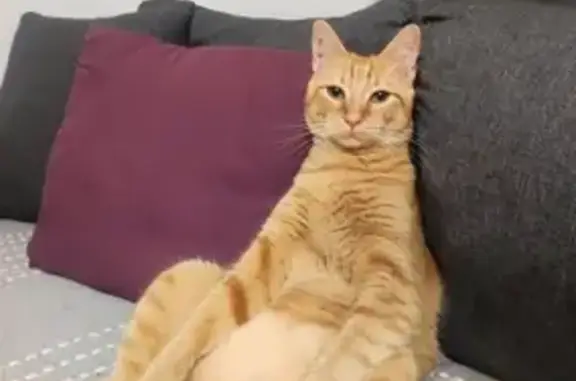 Chat perdu, Coulogne, photo: Chat roux perdu, nom TIGROU, tatouage, secteur VIRVAL COULOGNE. Aidez-nous!