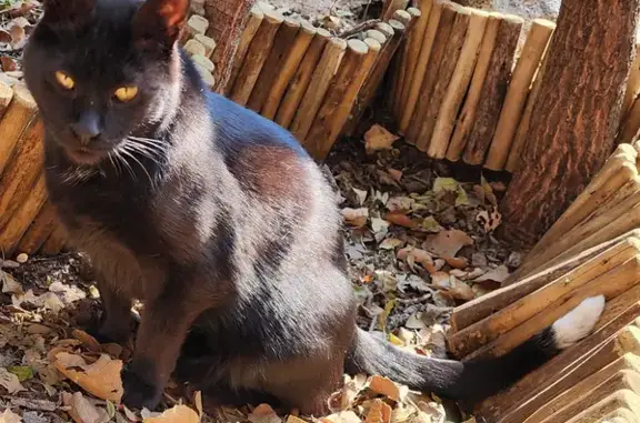 Lost Diabetic Black Cat: Friendly & Familiar, Mimosa Road, Johannesburg