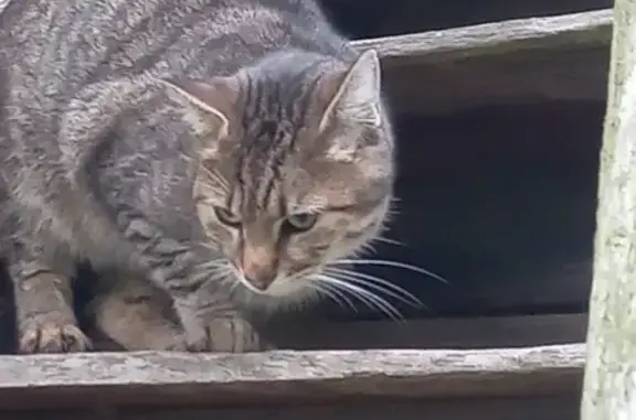 Chat trouvé Brou, photo: Chat tigre perdu, craintif, Rue Saint-Romain