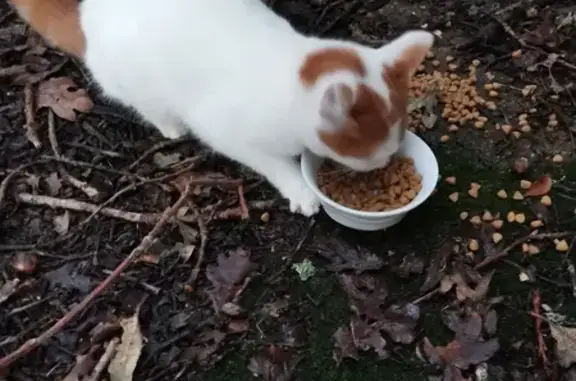 Chat mâle blanc et roux, trouvé à Moréac. - photo