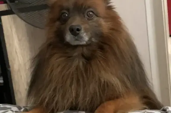 Chien perdu Gravigny, photo : Chien roux perdu, Spitz allemand nommé Isidore, Rue Blanche Barchou, Gravigny